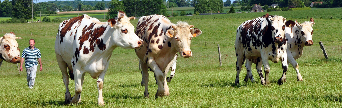 Vaches Normandes Et Eleveur 2